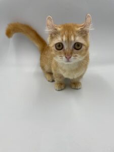 We are here to answer all your Female Kinkalow Munchkin kitten for sale questions! Call / Text 402-816-6759