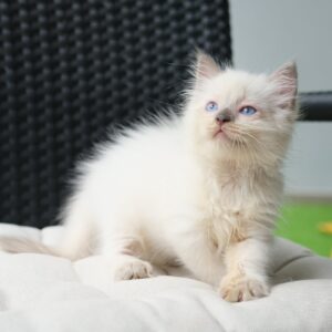 Munchkin Kitten for sale. Kinkalow Munchkin Kitten online.