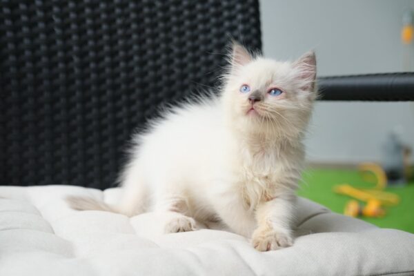 Munchkin Kitten for sale. Kinkalow Munchkin Kitten online.