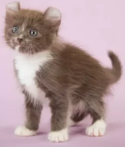 Kinkalow Munchkin Cats | Kinkalow Munchkin Kitten | Fluffy Kinkalow Munchkin Cat