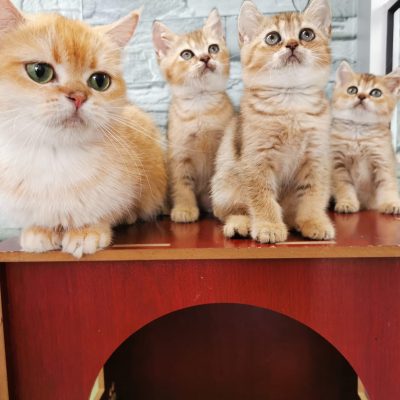 Find your newest furry family member at Munchkin Cat Cattery! We specialize in healthy, adorable Munchkin cats for sale in various colors.